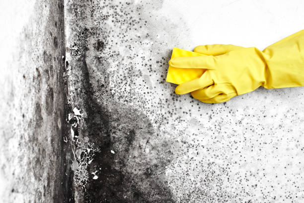 Vail, CO Mold Removal Company